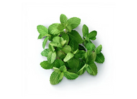 Organic Mint Extract – 50mg